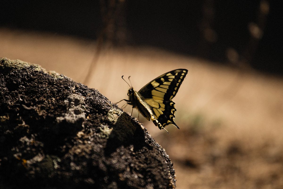 close up of an old world swallowtail butterfly representing insect spiritual meaning