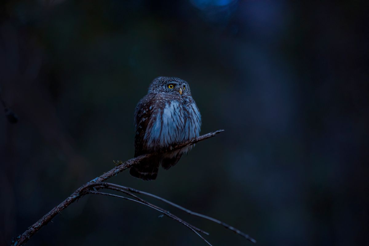 owl perched on a branch in the dark representing animal omens at night
