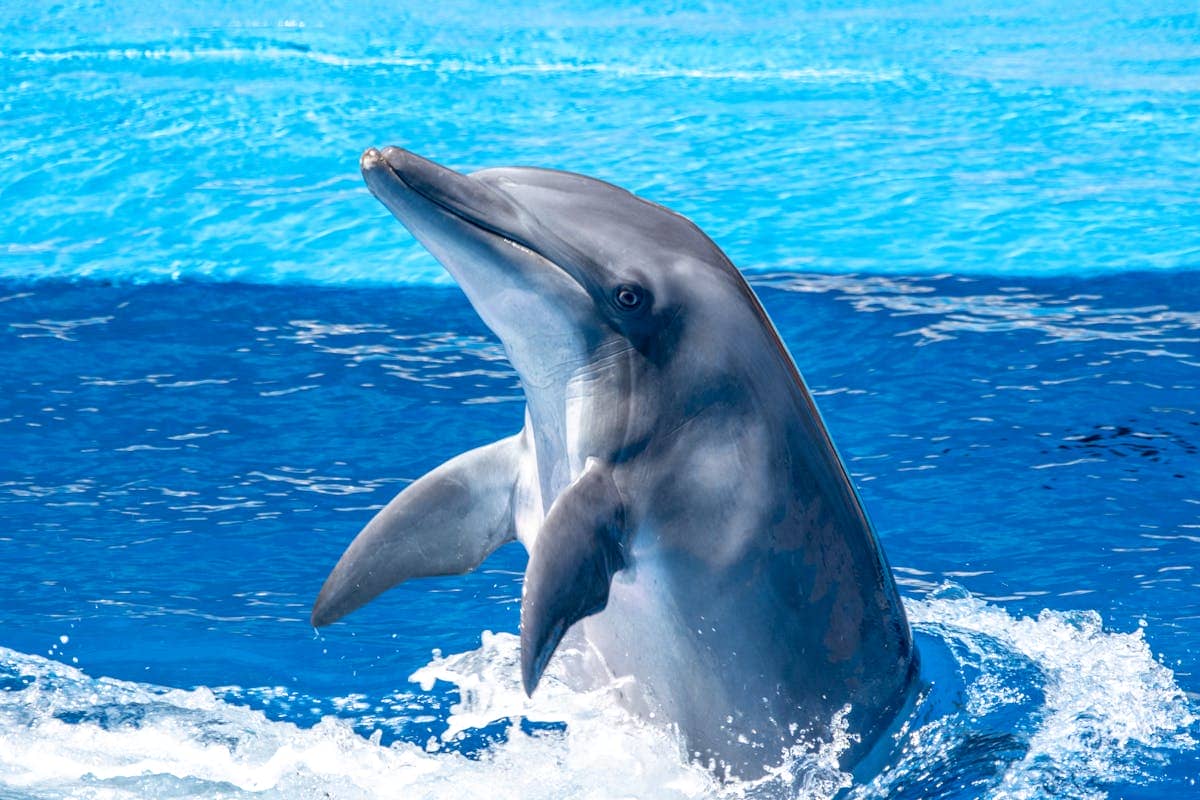 Mirror Test in Animals: Self-Awareness, Science, and What It Can Mean for Humans