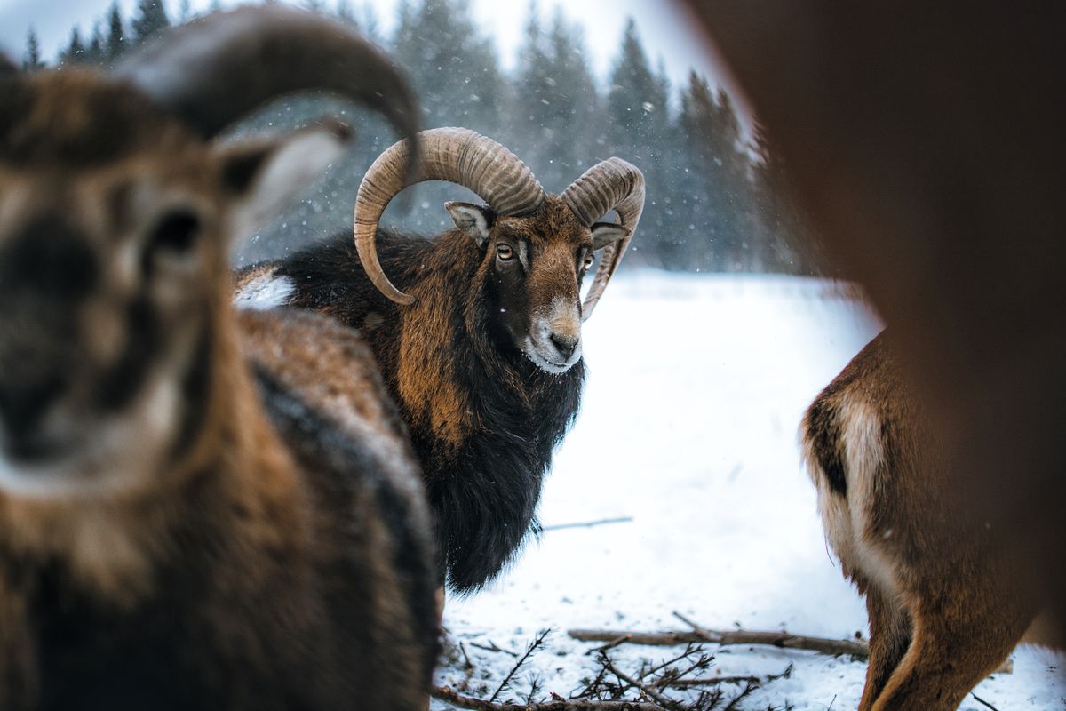 Close-up of rams in winter landscape showcasing wildlife beauty Close-up of rams in winter landscape showcasing wildlife beauty