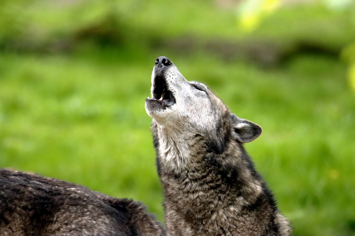 close up of a howling wolf representing a hearing an animal meaning