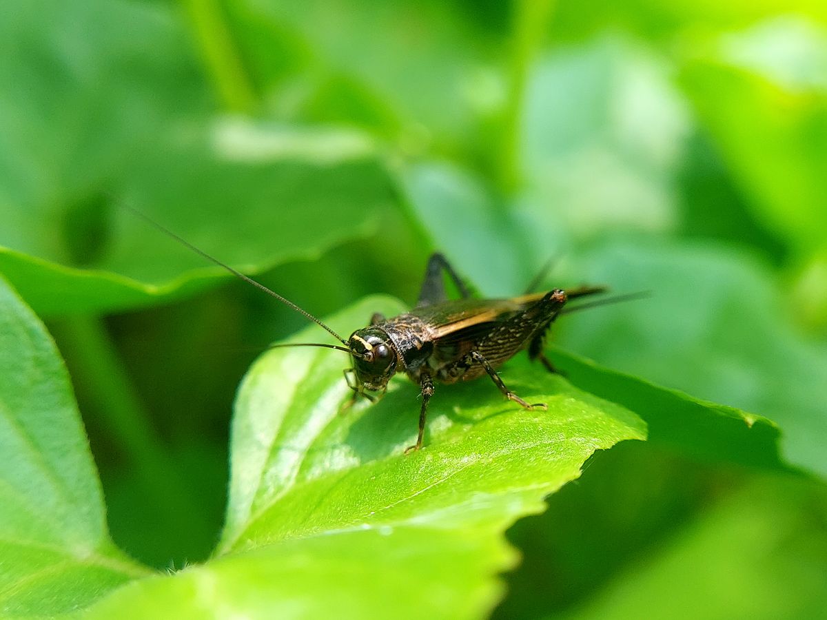 Detailed close-up of a cricket resting on vibrant green leaves in a natural environment representing luck Detailed close-up of a cricket resting on vibrant green leaves in a natural environment representing luck