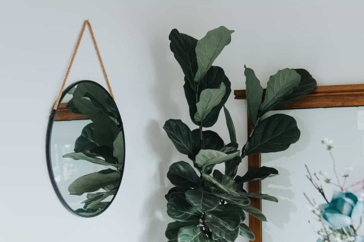 Round hanging mirror in a modern interior illustrating why round mirror decor works Modern interior with a fiddle leaf fig and a round hanging mirror, illustrating why round mirror decor works