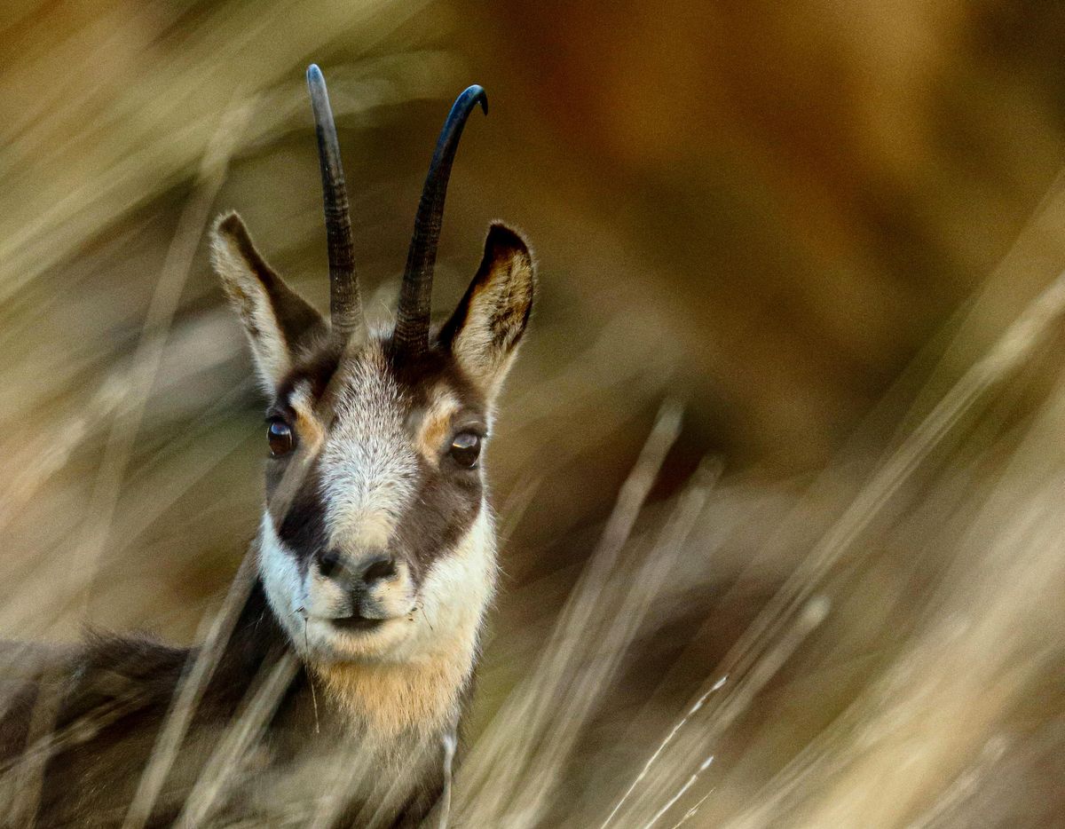 Antelope with long horns representing distinct spiritual signs and omens Detailed close-up of an antelope with long horns framed by natural grass