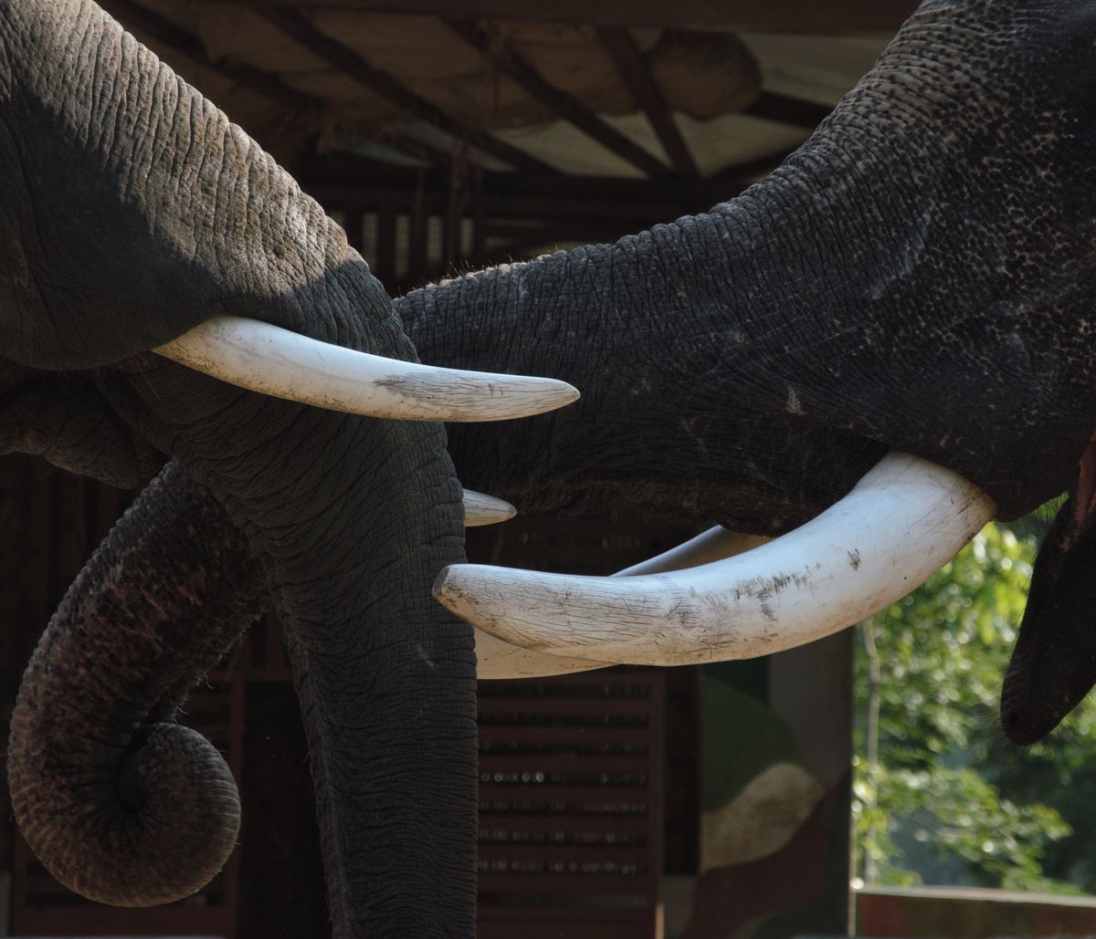 Detailed close-up of elephant trunks intertwined showcasing tusks and herd protection Detailed close-up of elephant trunks intertwined showcasing tusks and herd protection