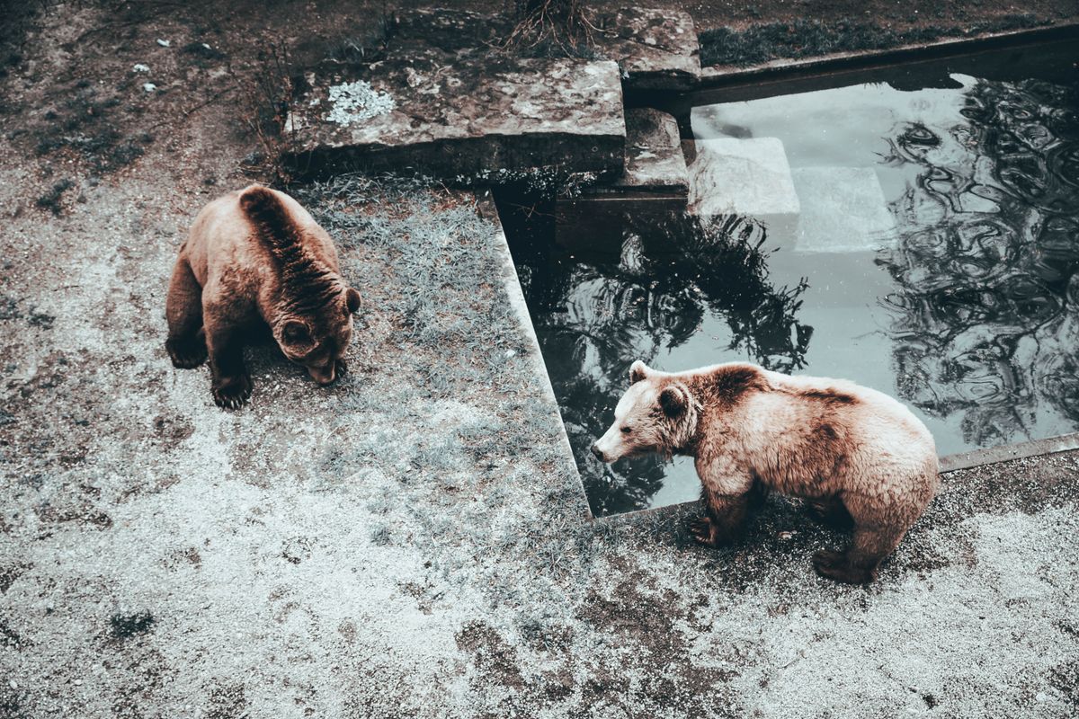 Two brown bears representing earth astrology and animal totems by birth month