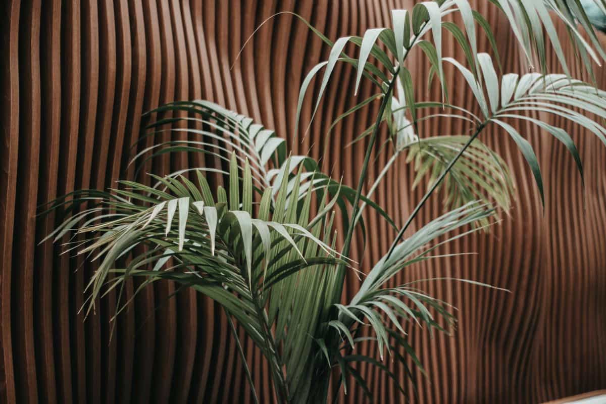 Textured wood slat accent wall illustrating wood slat living room decor ideas Modern interior with a textured wooden slat wall and a palm plant, illustrating a wood slat accent wall