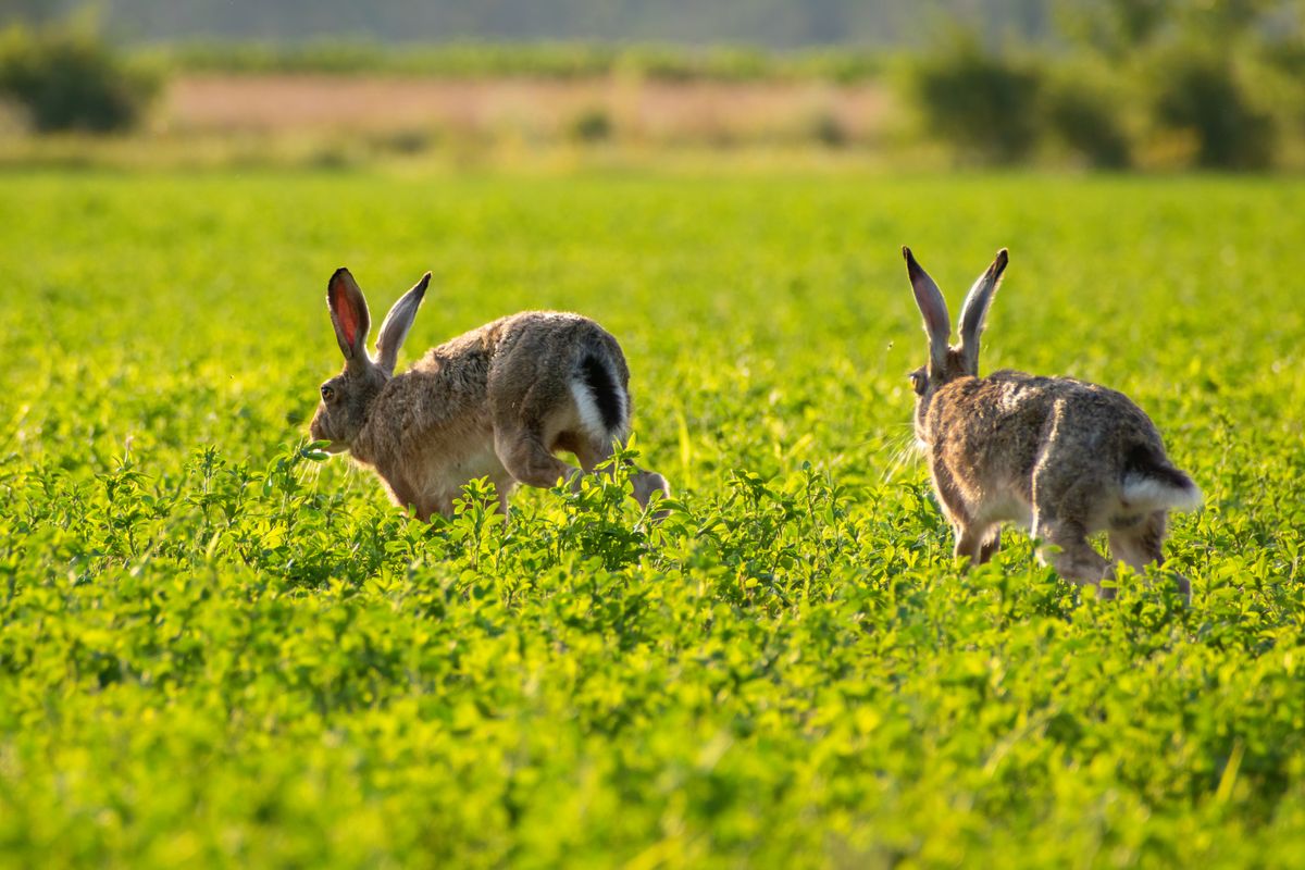 wild rabbits running in a meadow representing power animals for anxiety