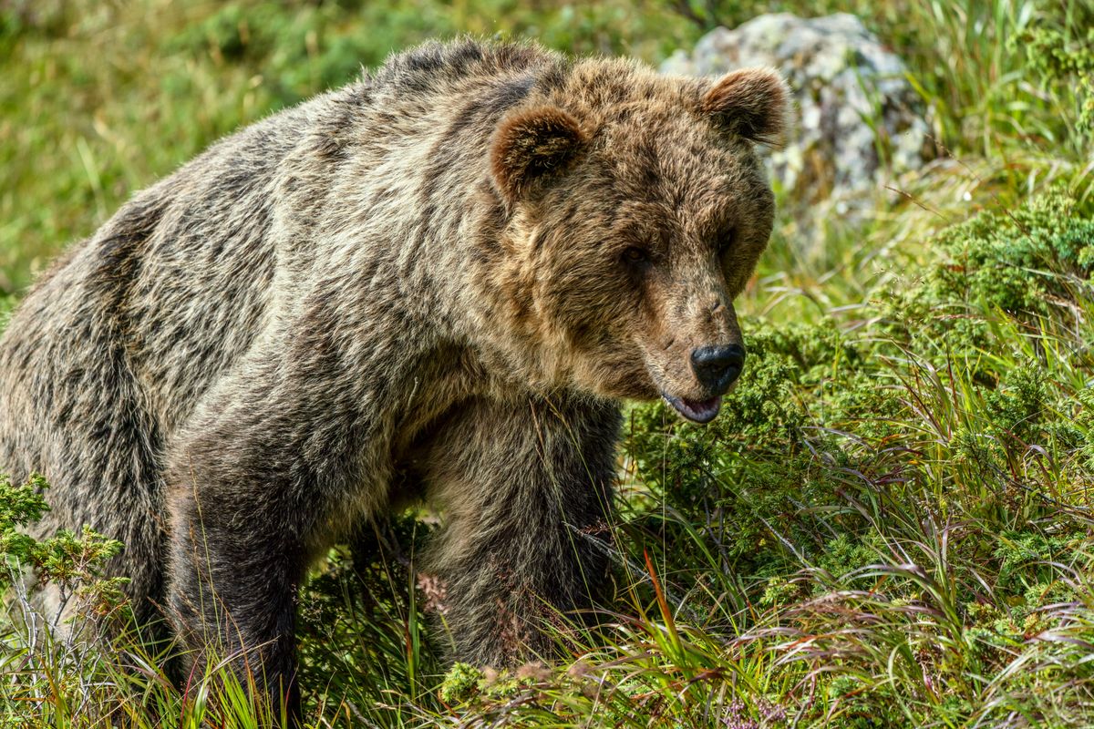 A detailed view of a grizzly bear roaming in the wilderness