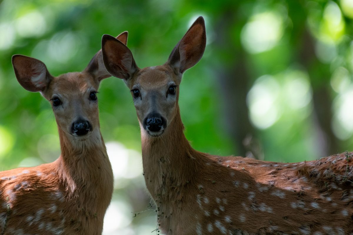 close up of two baby deer representing a baby animal spiritual meaning