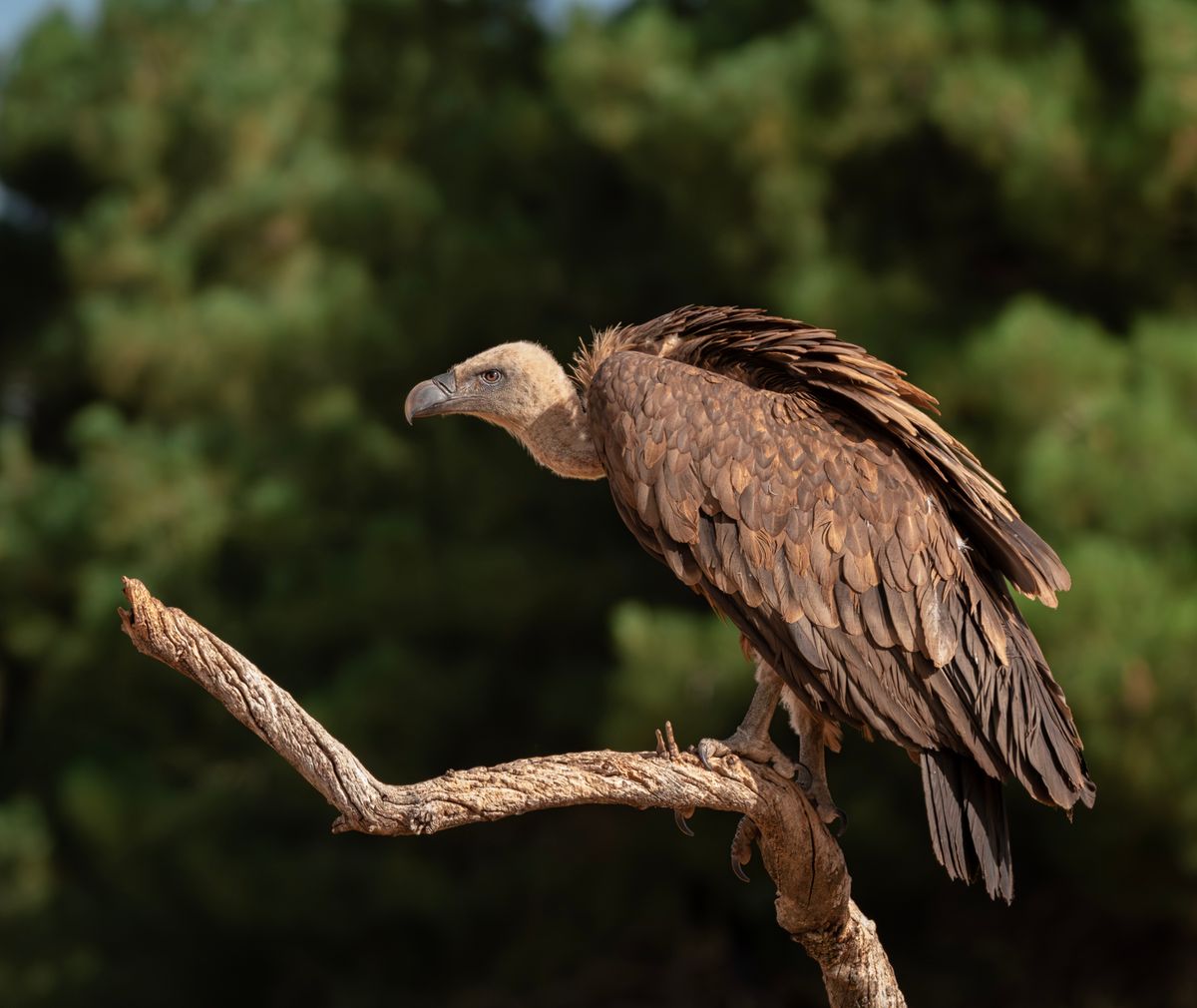 vulture perched on a branch representing dead animal meaning