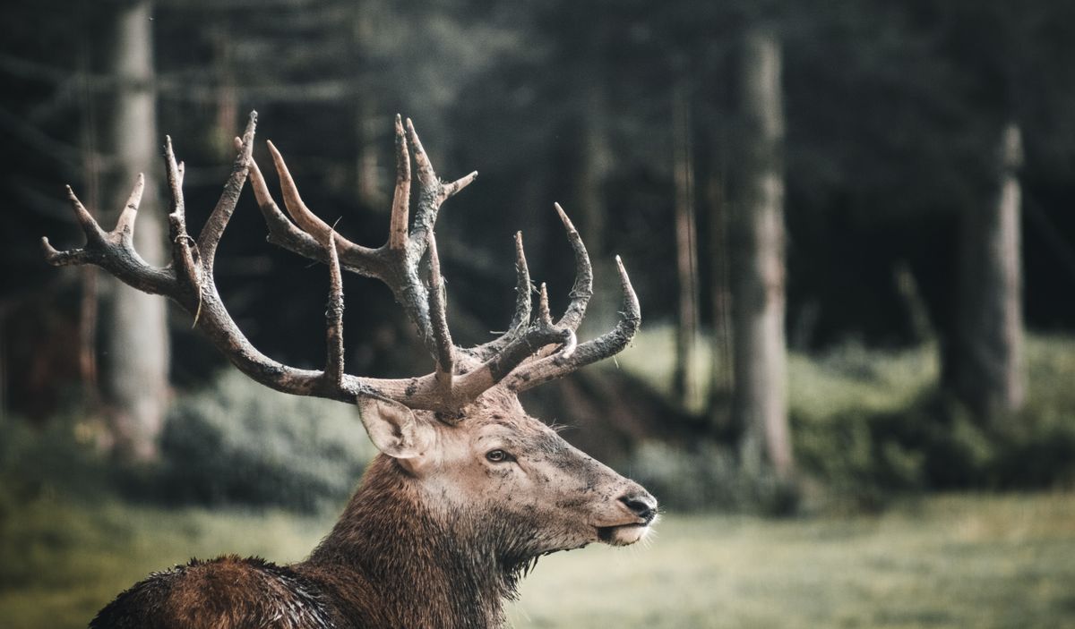 majestic stag representing celtic animal symbolism