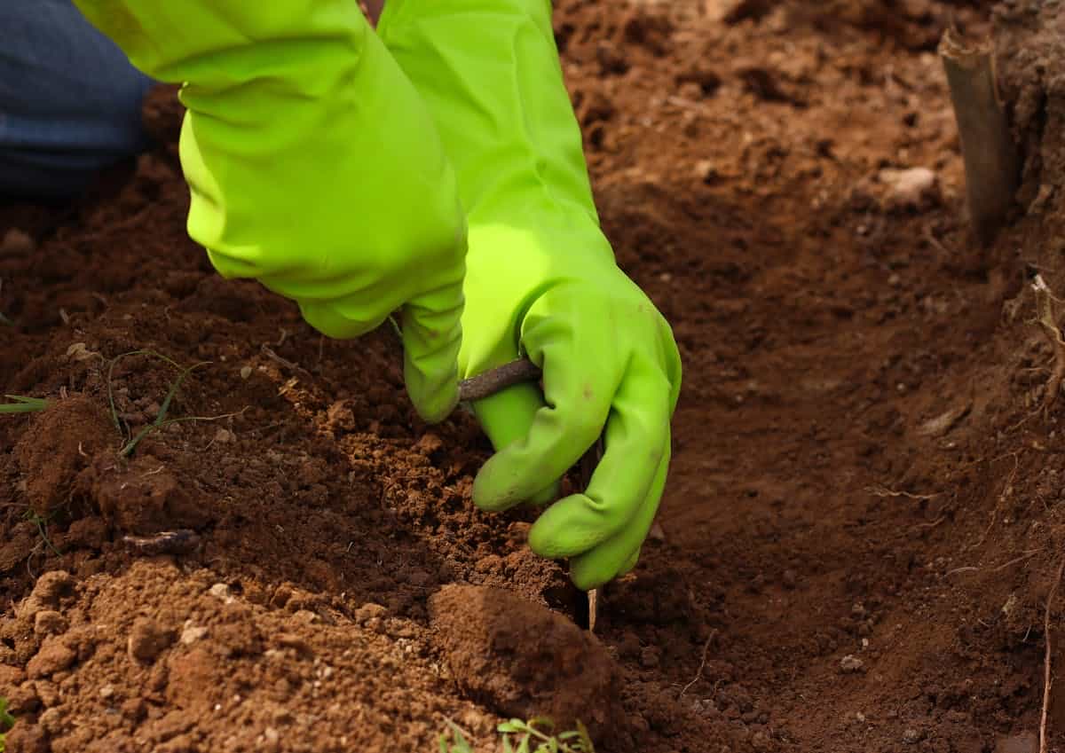Hands pressing dark garden soil flat over an area of freshly dug earth under late afternoon sunlight outdoors