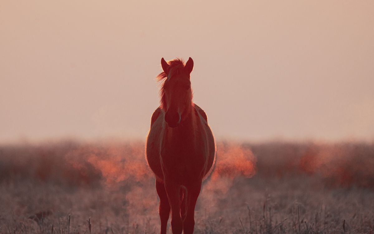 A lone horse silhouette stands in a misty meadow during twilight, exuding calm and mystery. A lone horse silhouette stands in a misty meadow during twilight, exuding calm and mystery.