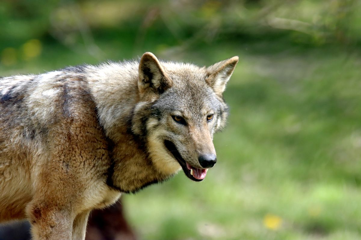 Stunning close-up portrait of a wild wolf