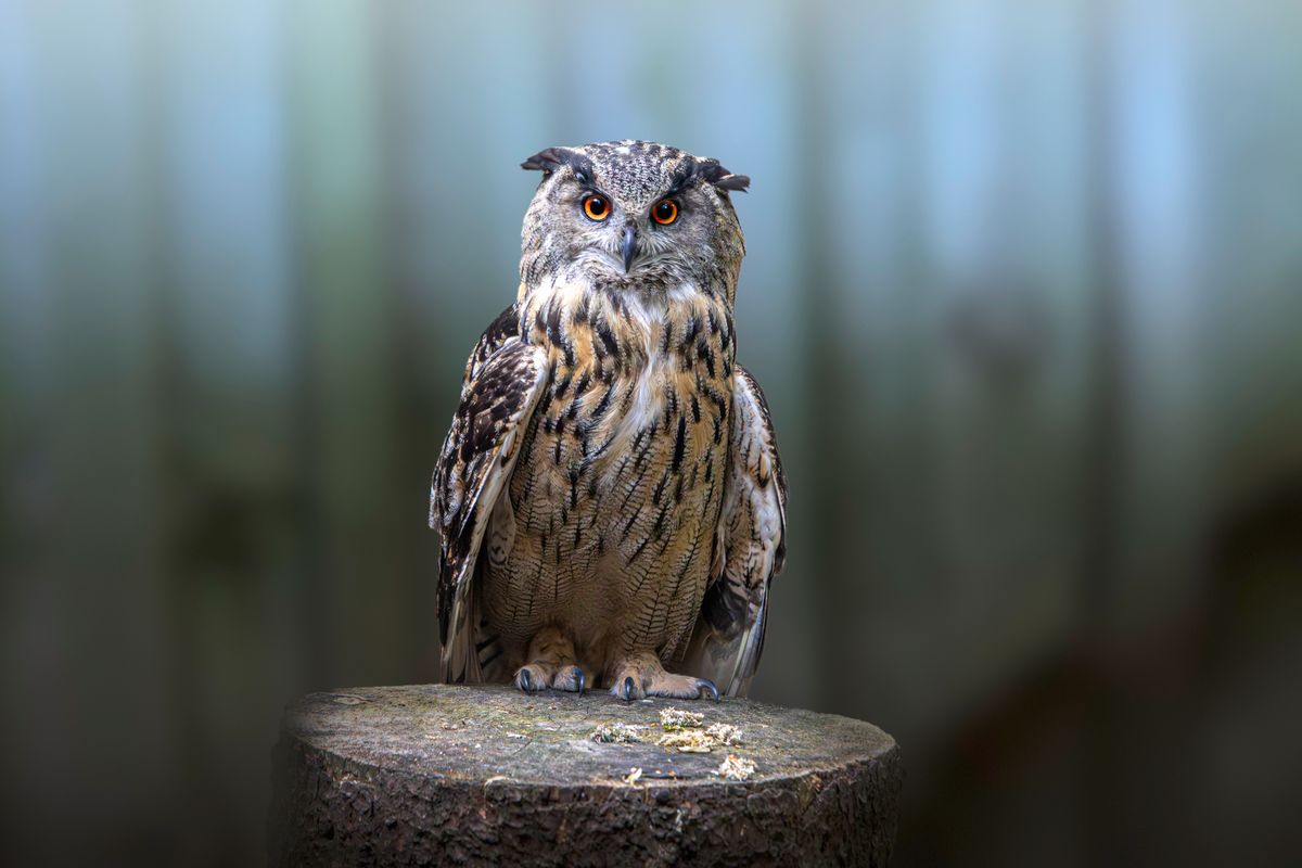 A close up of a Eurasian eagle-owl resting on a tree representing seeing the same animal repeatedly