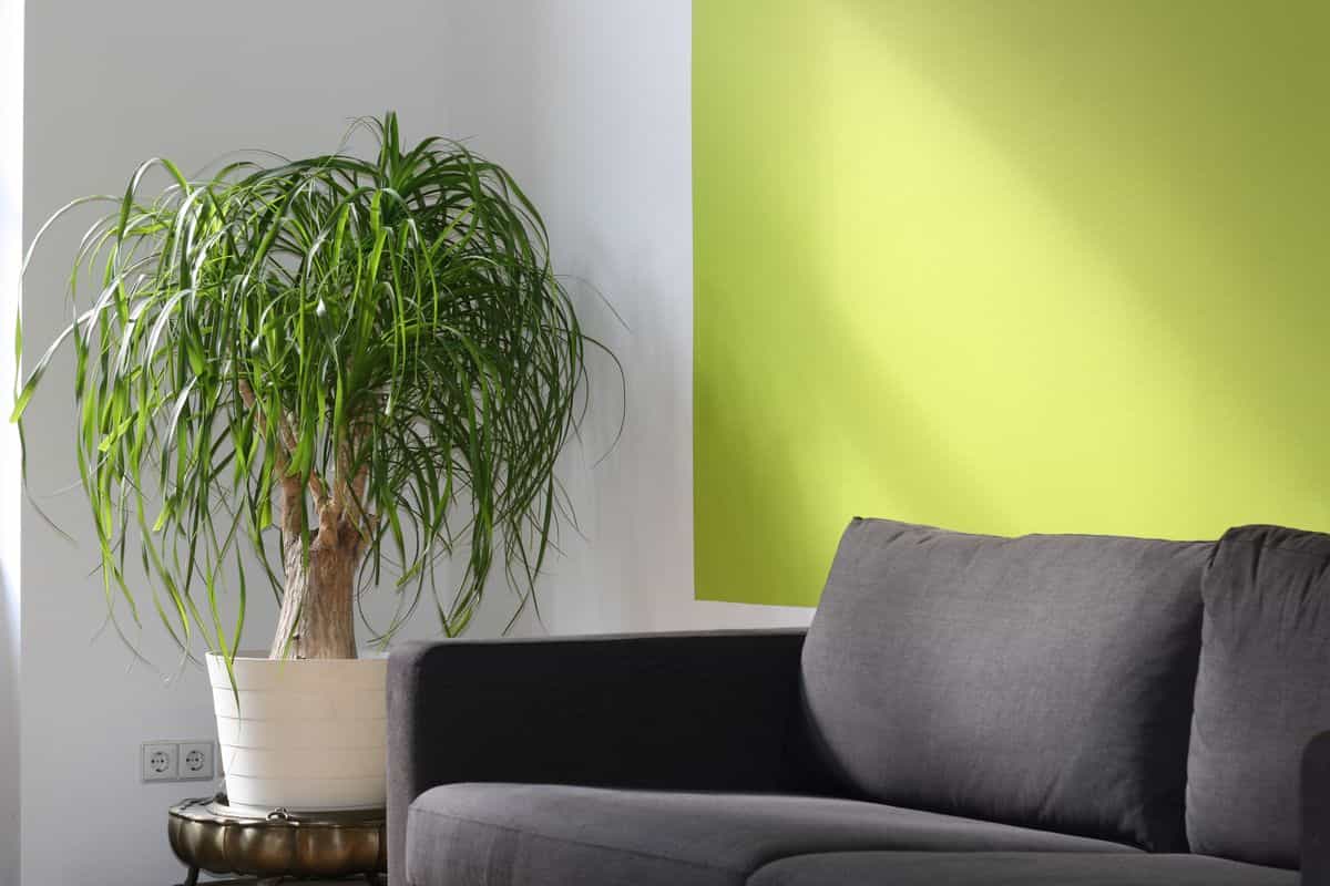 Living room with a green accent wall illustrating the Wood element in feng shui living room colors Bright modern living room with a green accent wall, sofa and palm plant, illustrating the feng shui Wood element