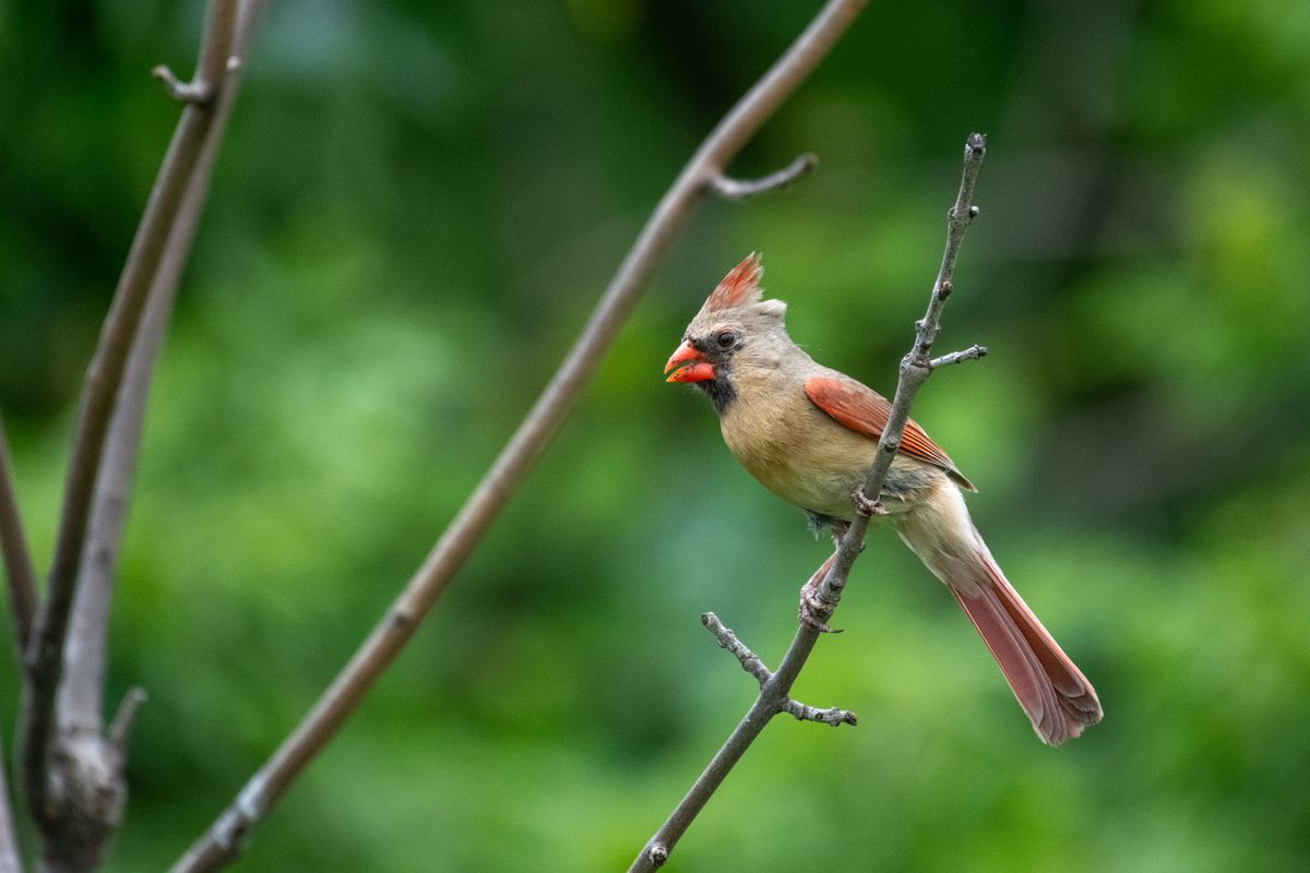 cardinal bird representing animal signs from deceased loved ones