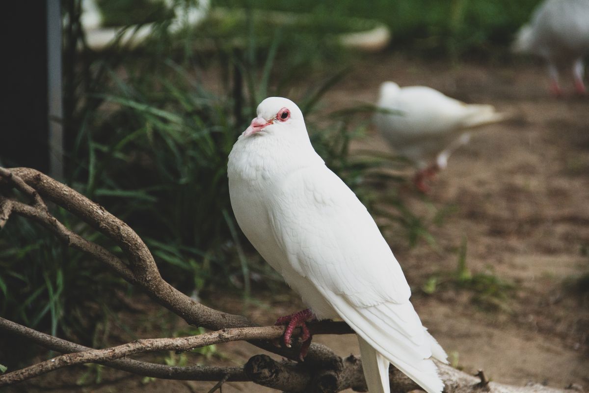 A serene white dove perched on a branch