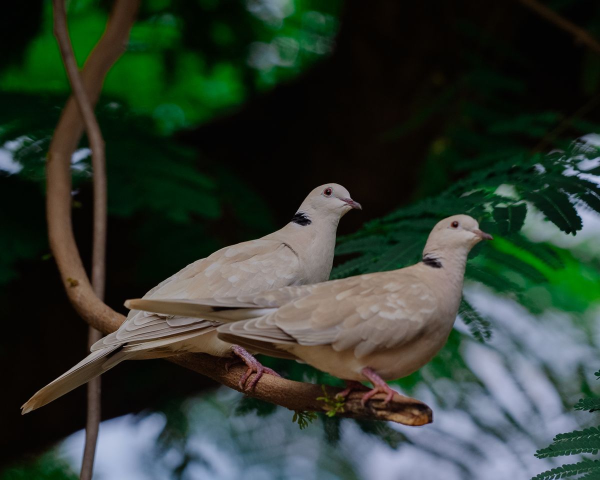 doves on a branch representing animals in the bible meaning