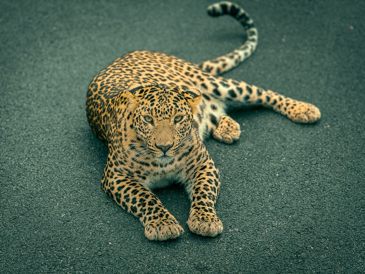 Captivating portrait of a leopard lounging representing animals that symbolize protection Captivating portrait of a leopard lounging representing animals that symbolize protection