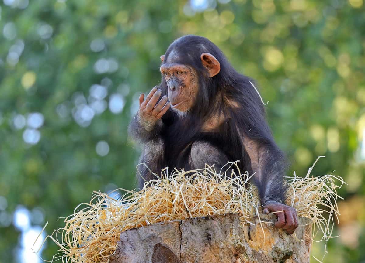 Orangutan in forest environment symbolizing great ape cognition and mirror test diversity