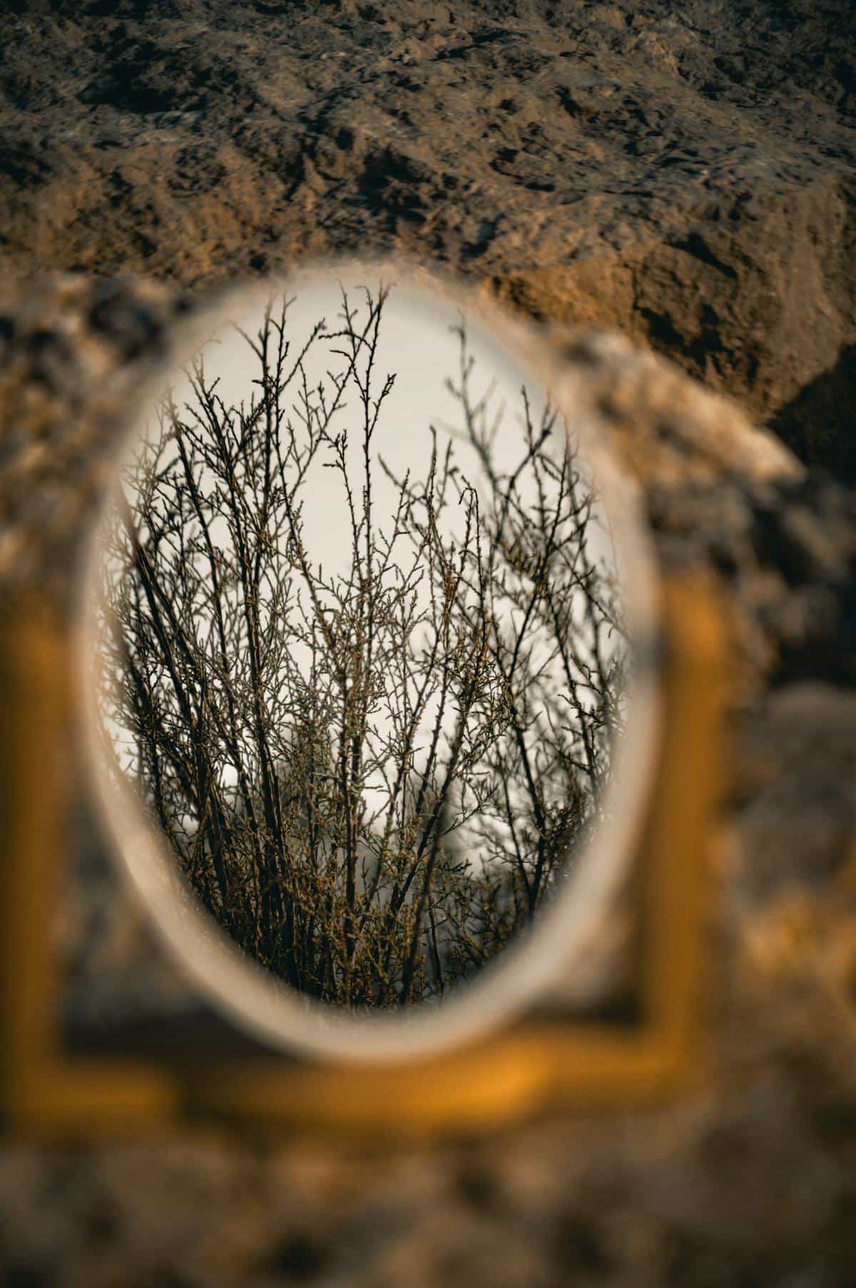 Oval mirror reflecting nature evoking the spiritual tradition of mirrors as sites of self-knowledge and inner voice communication An ornate oval mirror reflecting bare tree branches in a soft outdoor setting evoking the contemplative tradition of mirrors as sites of spiritual communication and inner voice