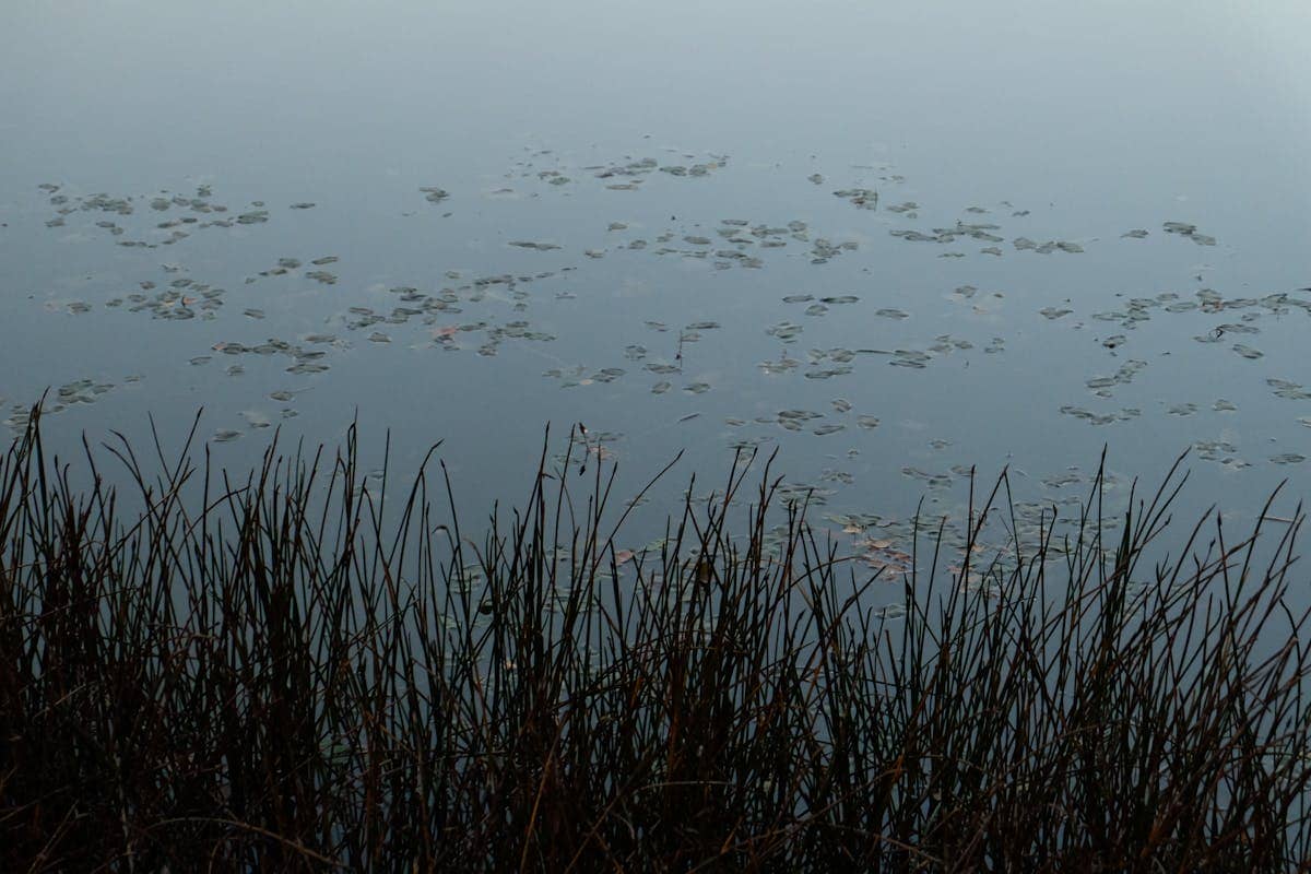 Tranquil lake surface with reeds reflected perfectly in calm still water demonstrating how smooth surfaces produce specular reflection and clear mirror-like images in nature