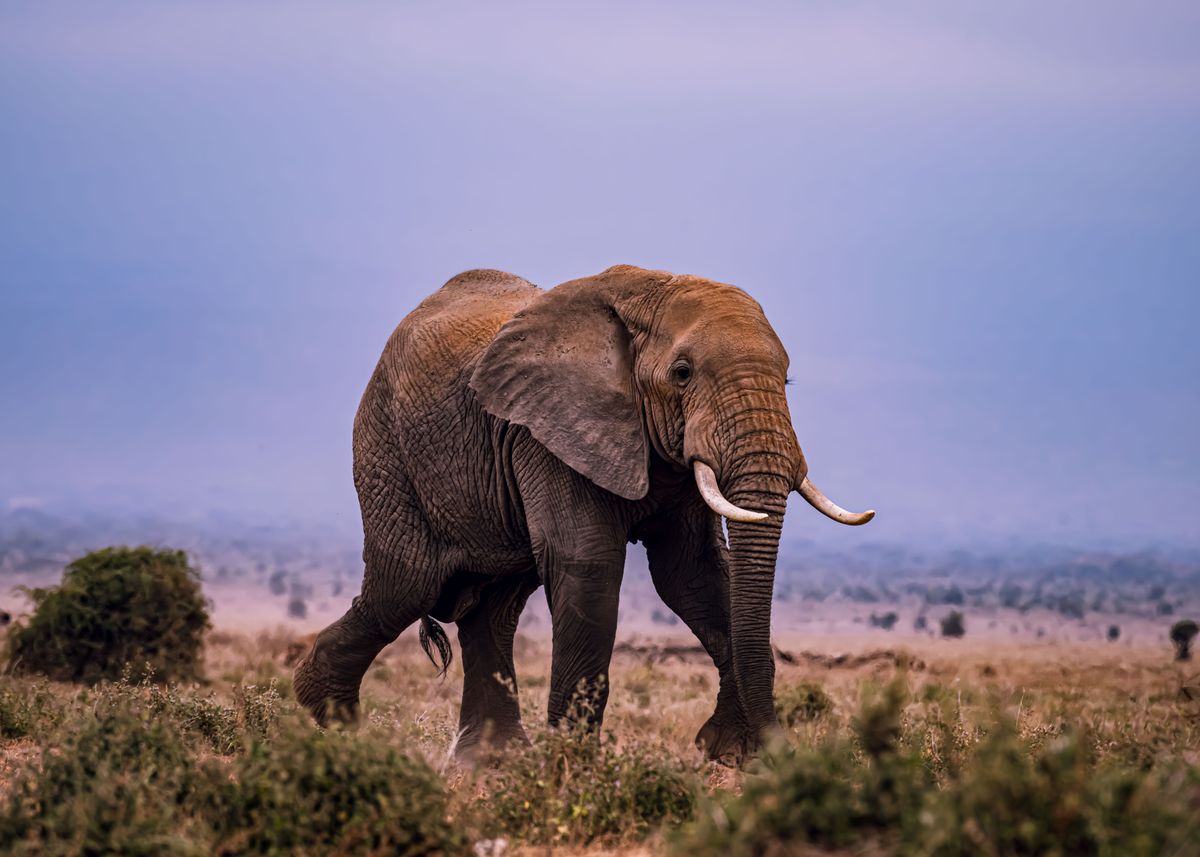 Majestic African elephant walking in the savannah representing animals that symbolize protection