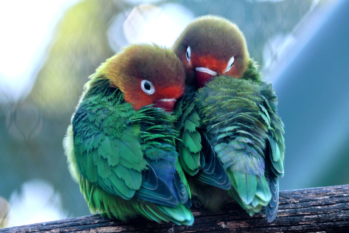Two vibrant lovebirds cuddling on a branch showcasing their vivid plumage and affection Two vibrant lovebirds cuddling on a branch showcasing their vivid plumage and affection