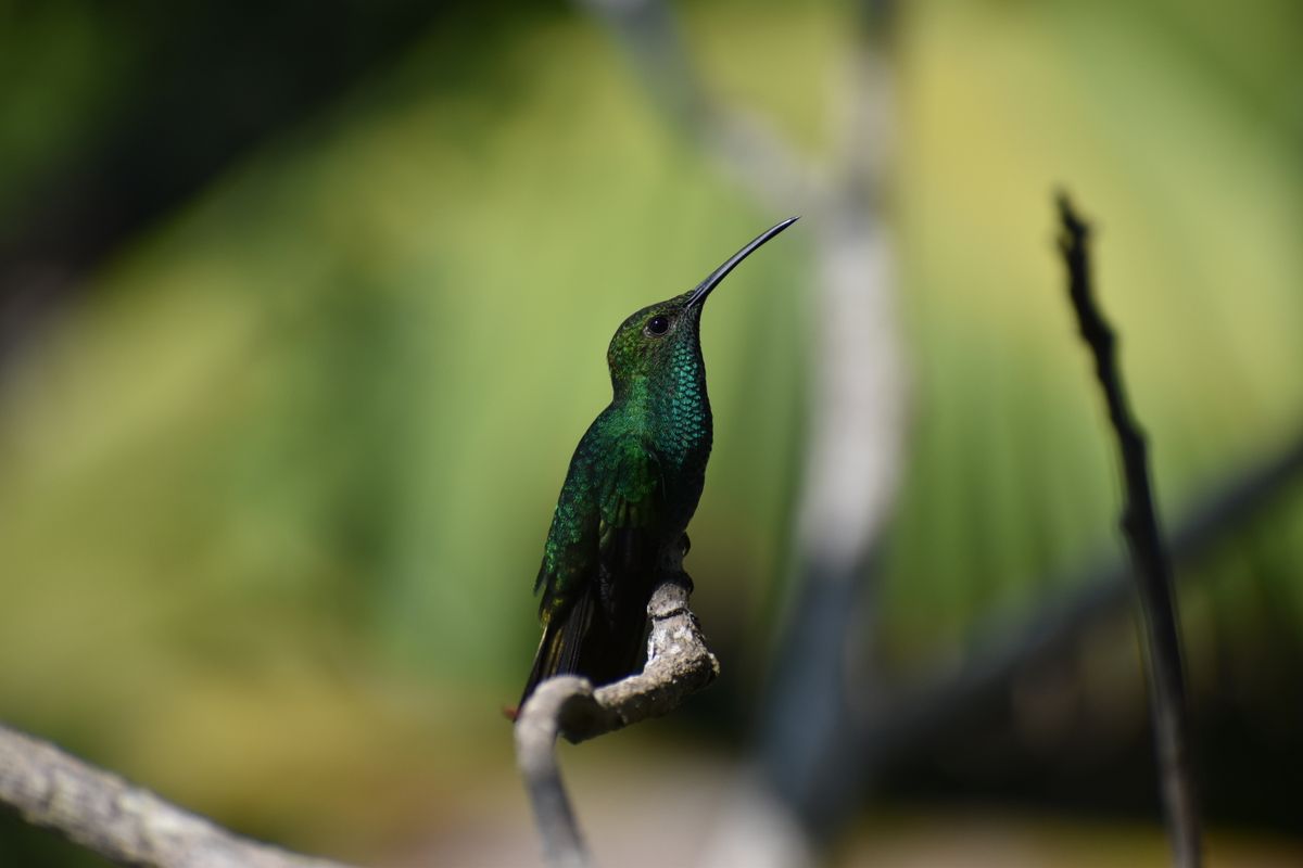 Close-up of a glowing green hummingbird perched on a branch