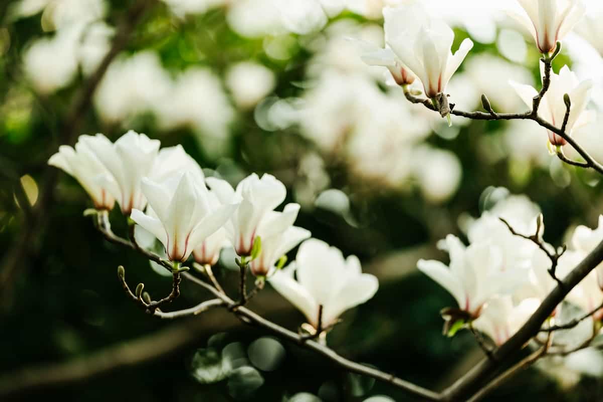 White magnolia blossoms on a branch illustrating why magnolia wall art feels calm and elegant White magnolia blossoms on bare branches in soft spring light, illustrating the appeal of magnolia wall art