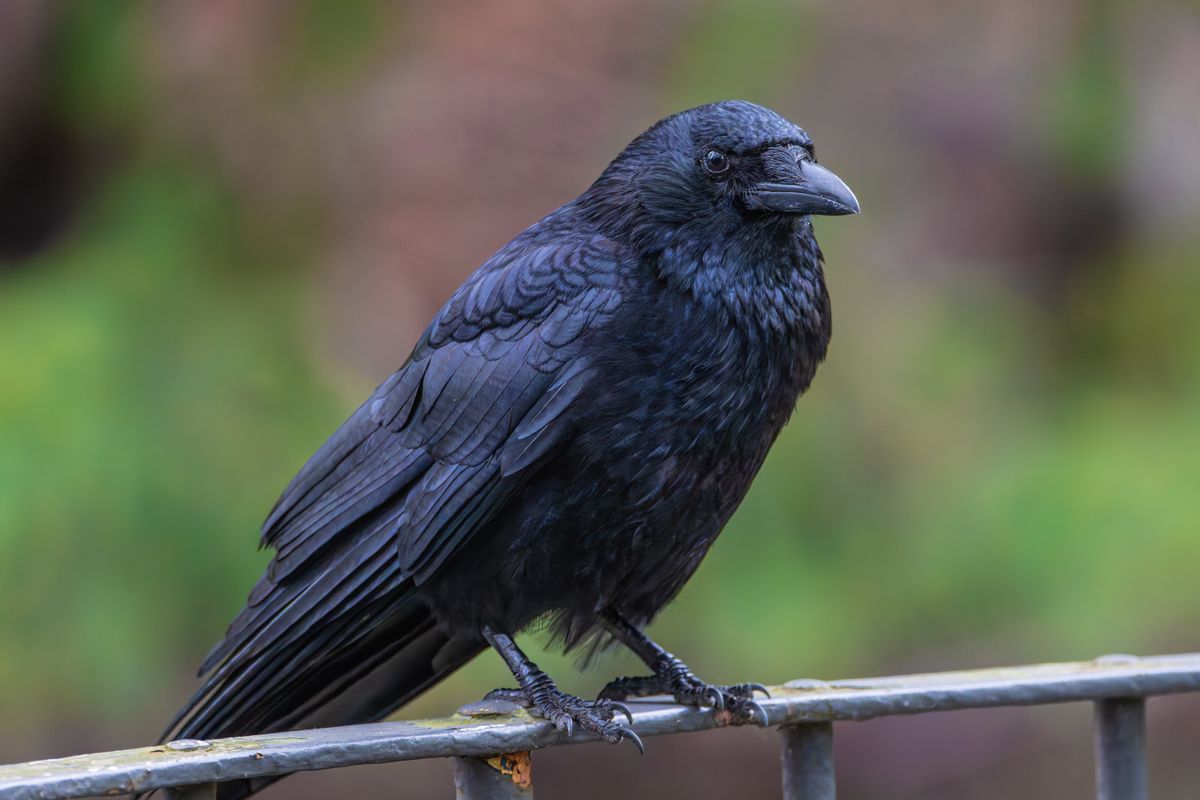 Detailed photo of a black crow sitting on a fence showcasing its glossy feathers Detailed photo of a black crow sitting on a fence showcasing its glossy feathers