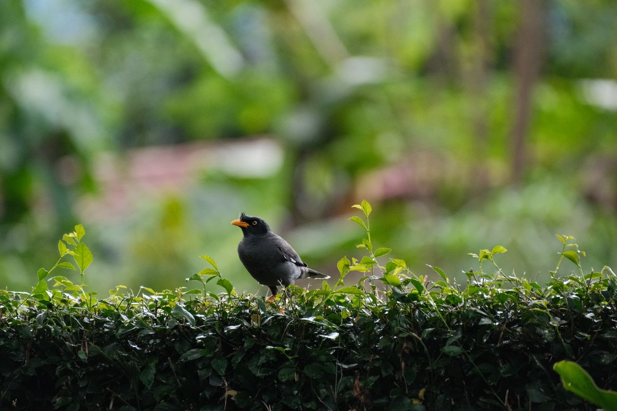 A black bird with an orange beak resting on a green hedge