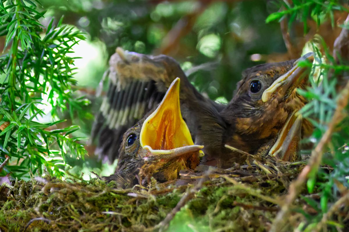 Close-up of blackbird chicks in a nest