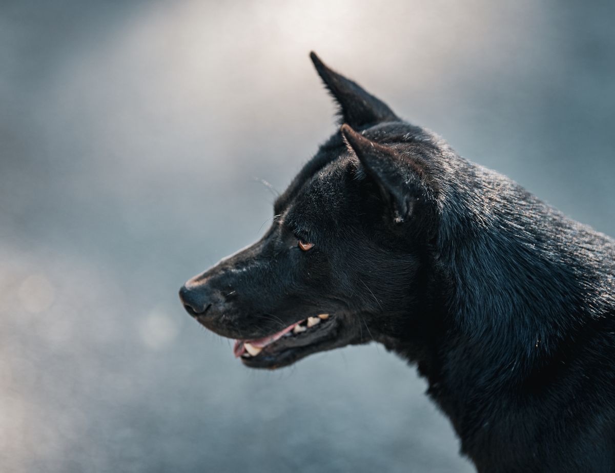 Side profile of a black dog captured outdoors