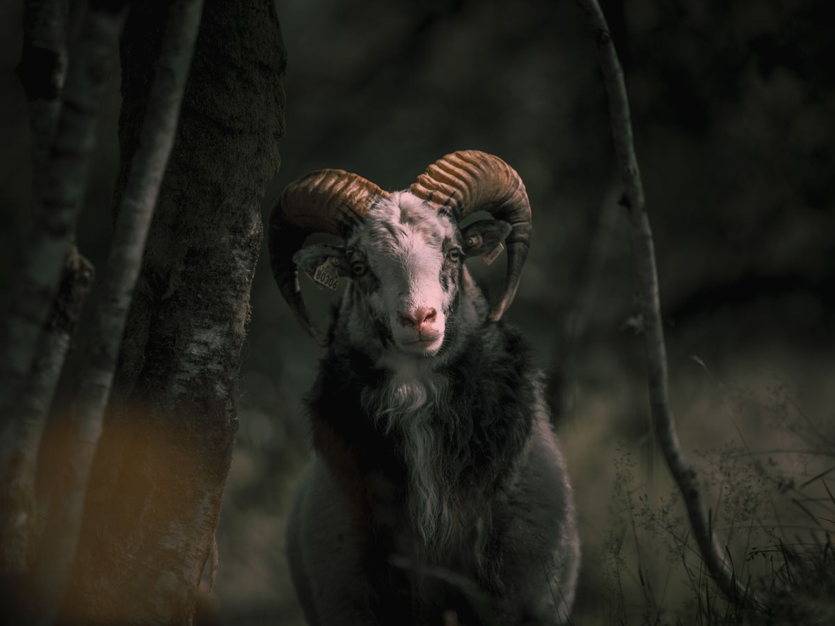 Stunning portrait of a ram with majestic horns representing birth totems Stunning portrait of a ram with majestic horns representing birth totems