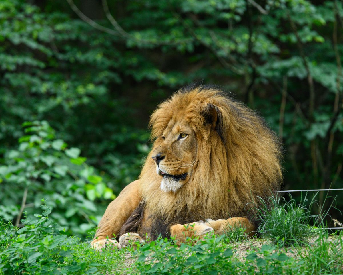 A serene lion resting amid lush greenery, showcasing regal power