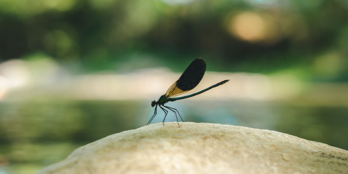 Dragonfly spiritual messenger