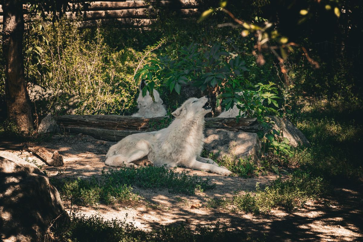 Arctic wolf lounging in a shaded forest representing animal symbolism and spirit animals
