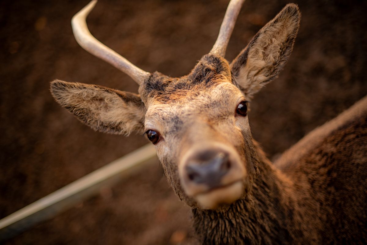 Detailed close-up of a deer outdoors representing a spirit animals list and their meanings
