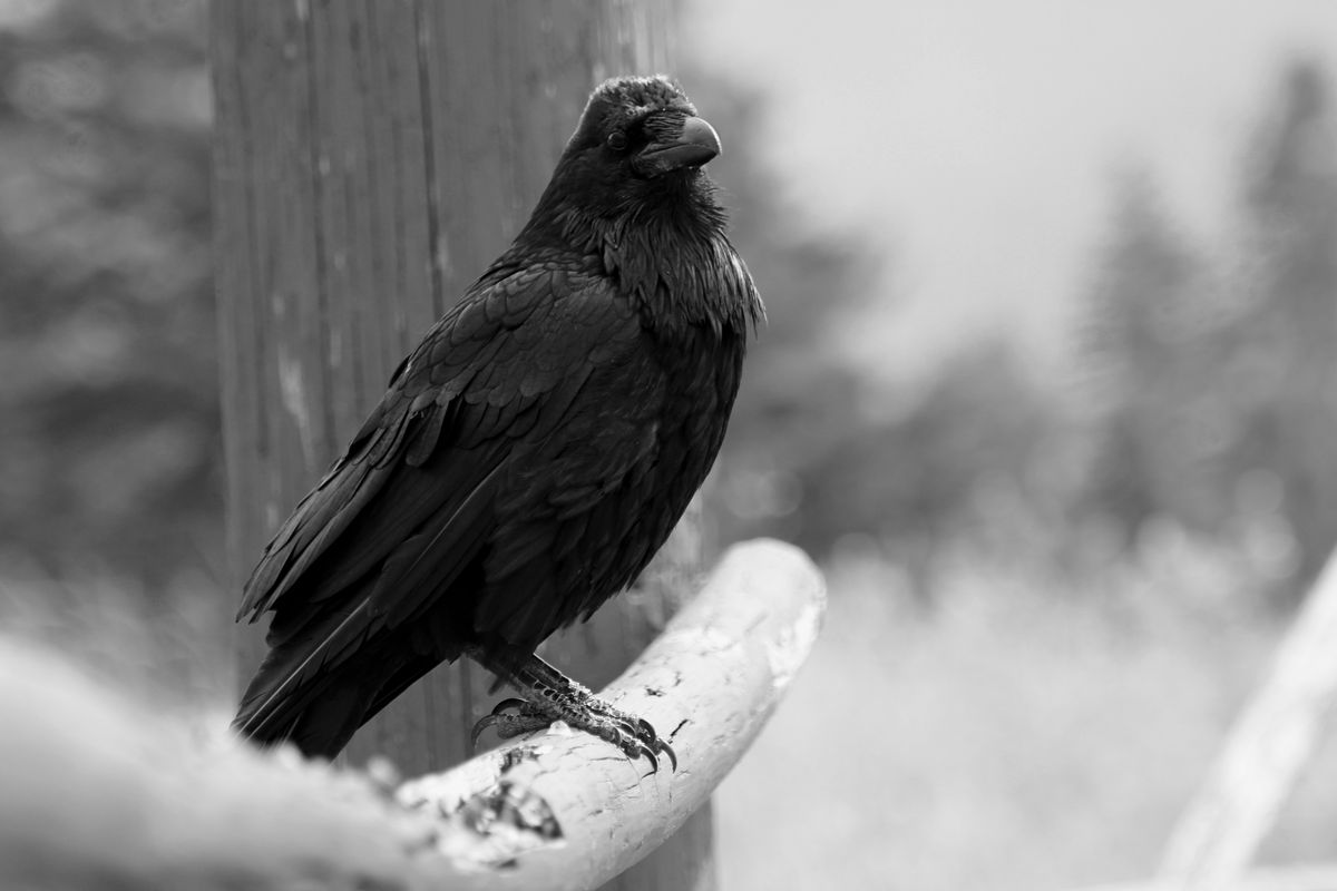 A solitary raven perched elegantly in nature