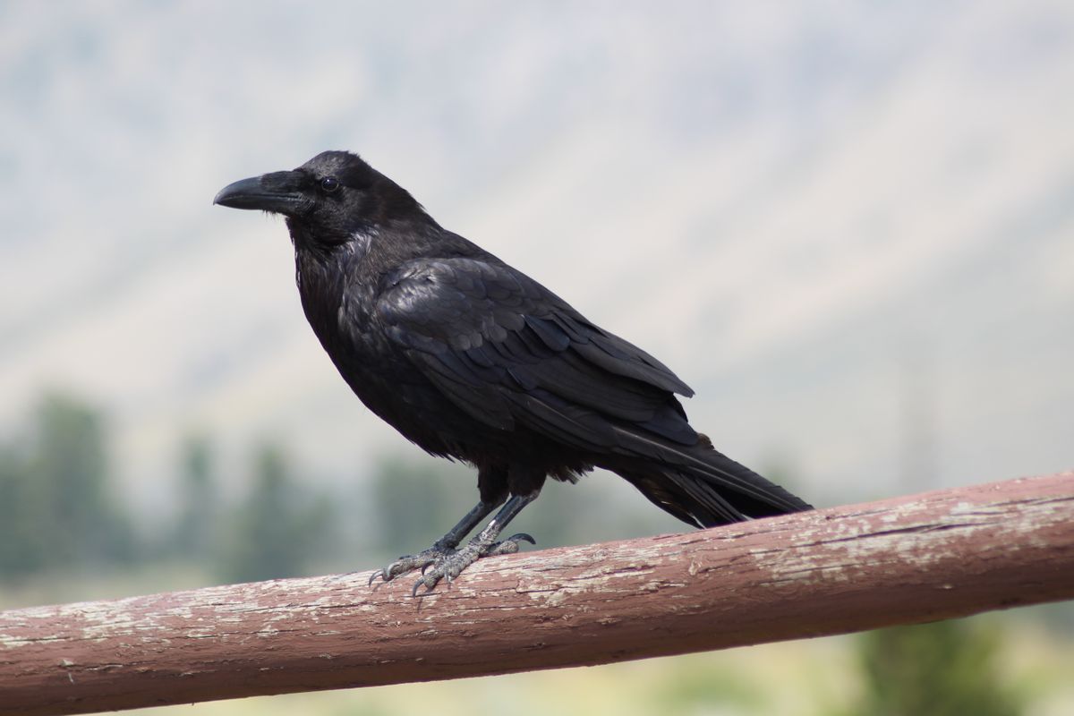 a raven perched on a wooden railing representing animal signs before death