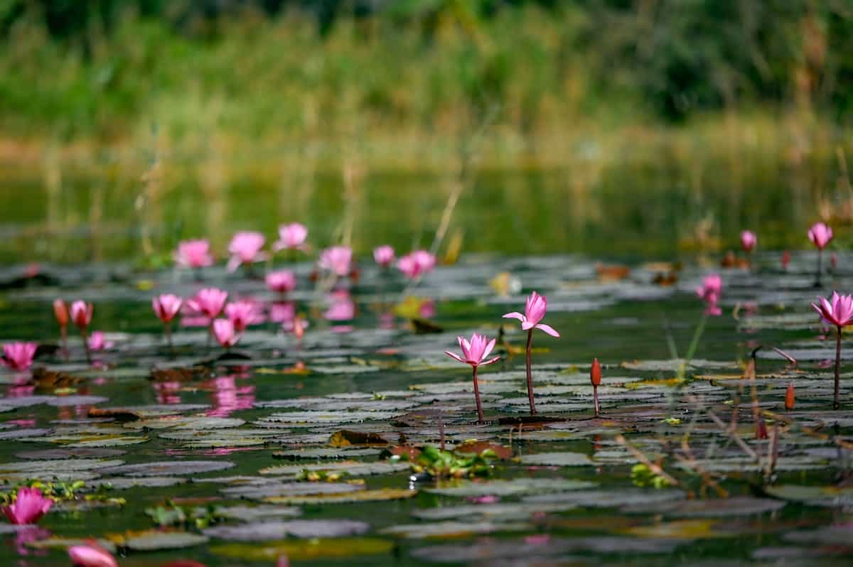 Serene water lily pads and blossoms on still pond symbolising closure metamorphosis and return to natural cycle