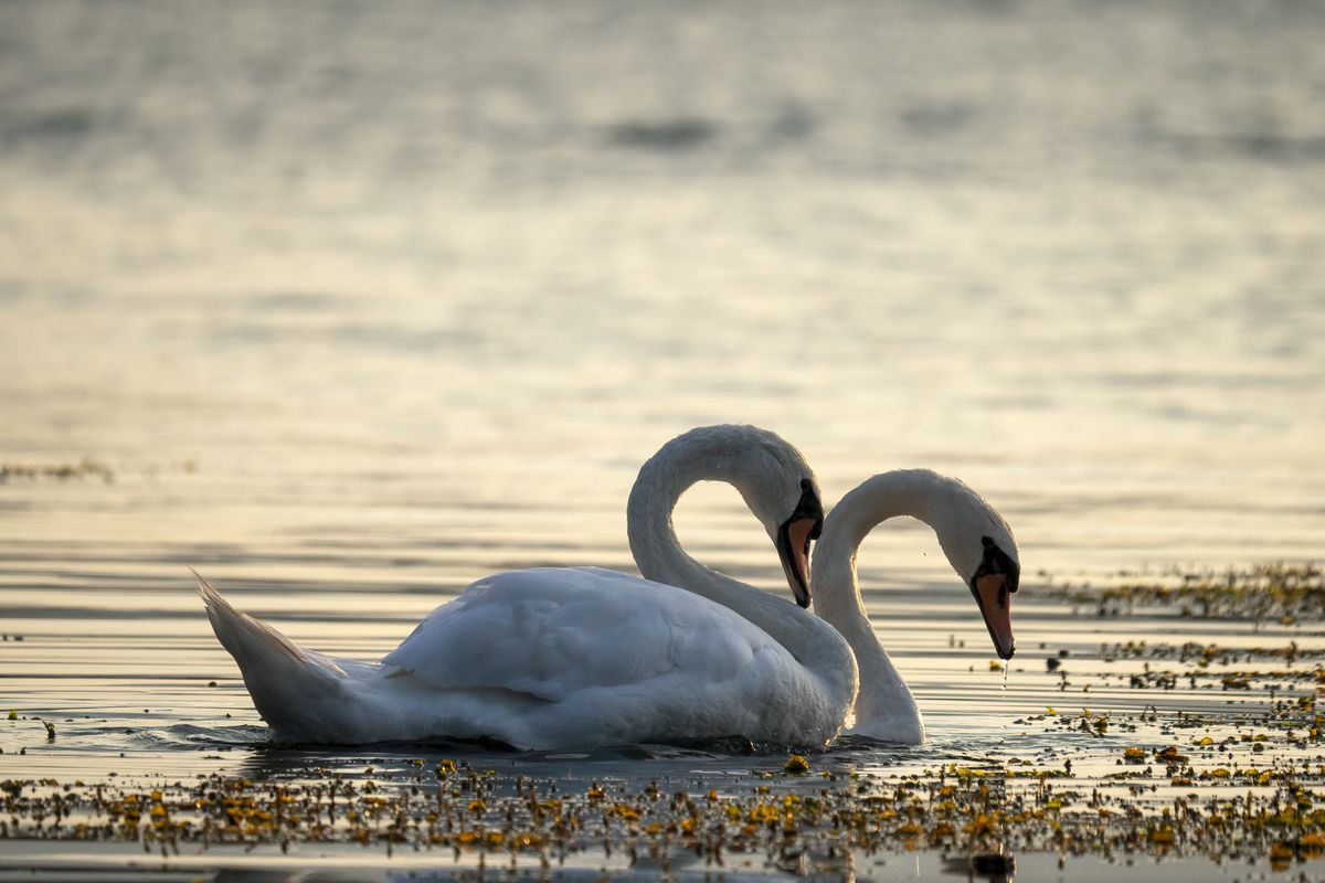 Two elegant swans gracefully swimming together at sunset representing animals that symbolize love
