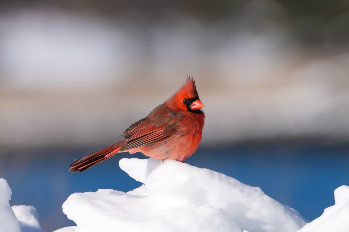 a vivid red northern cardinal perched against winter snow representing cardinal after a death meaning