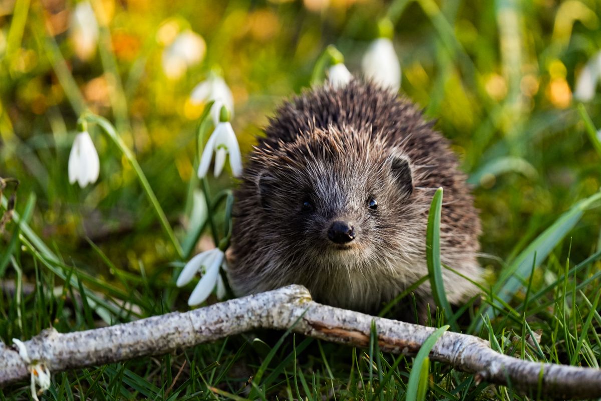 Cute hedgehog exploring a vibrant spring meadow