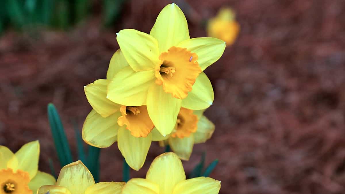 Bright yellow daffodil narcissus flowers in spring grass evoking the flower metamorphosis at the myths end