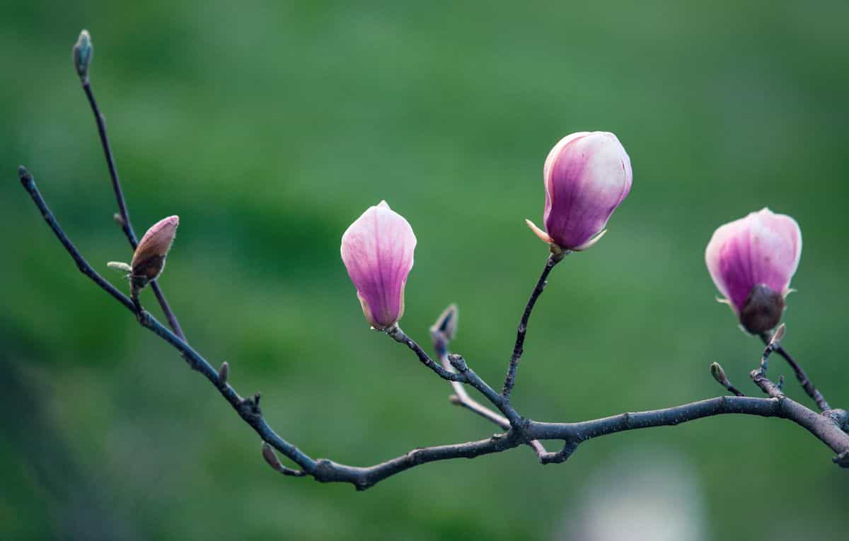 Pink magnolia blossoms illustrating color choices for magnolia wall art Pink magnolia blossoms on a branch against a soft background, illustrating magnolia wall art color choices