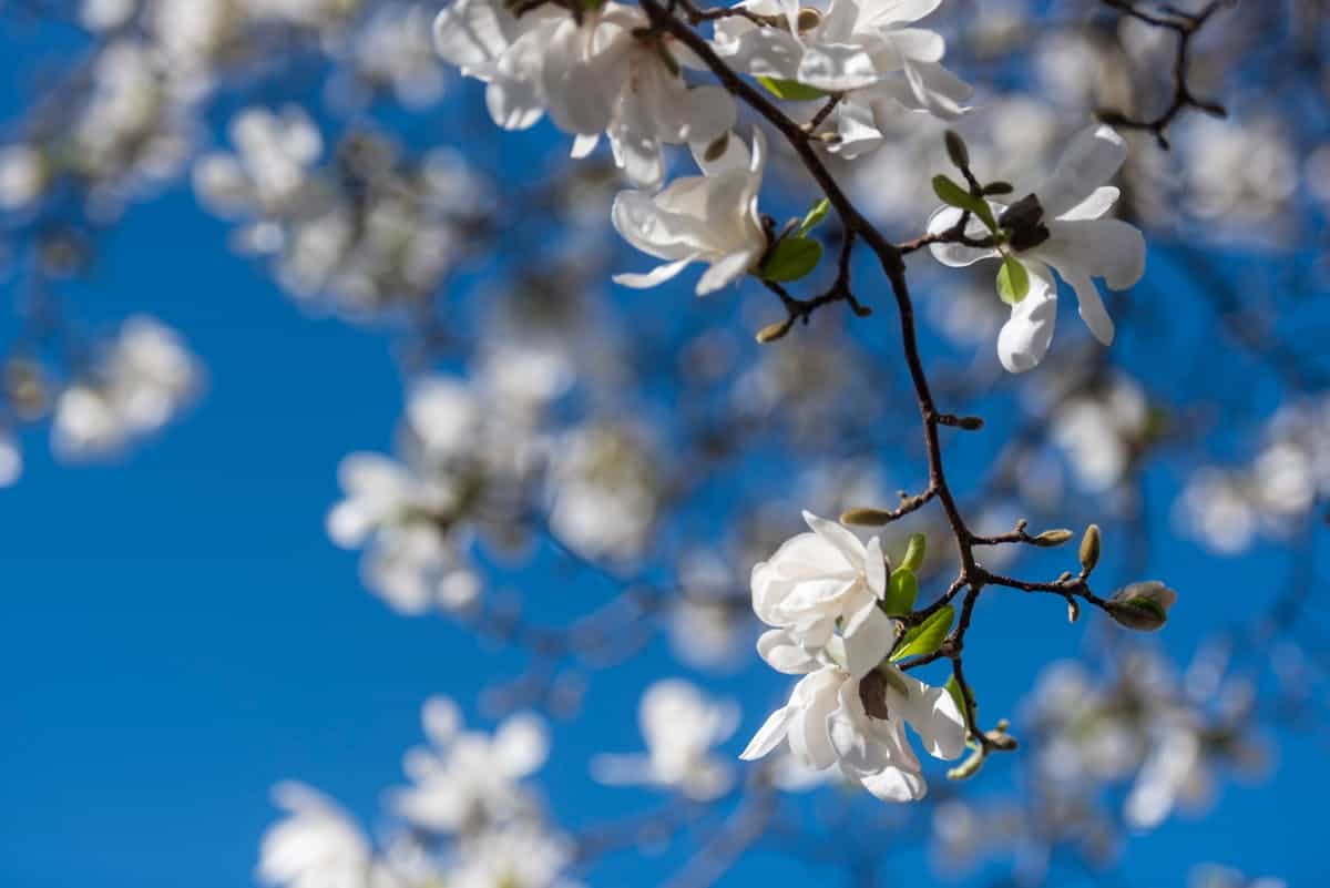 White magnolia blossoms in full bloom, illustrating the subject of magnolia wall art.
